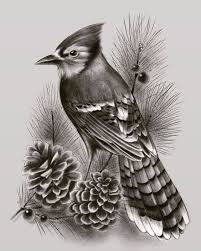 Black And White Birds In Pa Blue Jay Bird On Pine Branch Pine Cones Drawing Bird Drawings Bird Pencil Drawing Animal Sketches