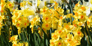 Maybe you would like to learn more about one of these? Central Park On Twitter Do You Love Central Park S Flowers Visit Our Official Bloom Guide To Discover When And Where To Find Blooms All Year Long Https T Co 8cnic0dzmv Https T Co 7bygj96w2a