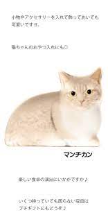 豆皿 小皿 プレート 食器 DECOLE リアル猫 転写 陶器 電子レンジOK 箱入り 猫 雑貨 小物 グッズ ねこ ネコ 猫柄 猫雑貨 猫グッズ  かわいい :dc-ca-86406-410:薔薇雑貨のおしゃれ姫 - 通販 - Yahoo!ショッピング