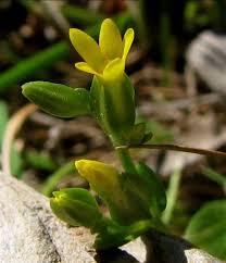 Image result for Sebaea microphylla