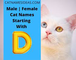 Many female cats are named after real women, and flower names are also popular. Most Popular Male Female Cat Names Starting With D 2021 Cat Names Ideas