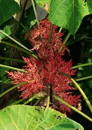 Image result for Macaranga mellifera