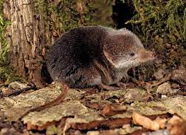 See synonyms for shrew on thesaurus.com. Shrew Habitat Facts Britannica
