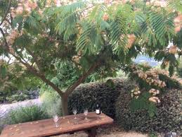 Image result for Albizia