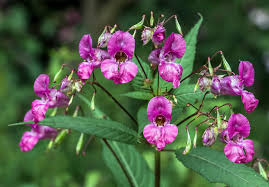 Das drüsige springkraut (impatiens glandulifera), auch indisches springkraut, emscherorchidee oder wupperorchidee genannt, ist eine pflanzenart in der familie der balsaminengewächse springkraut — springkräuter großes springkraut (impatiens noli tangere) systematik abteilung … Indisches Springkraut Foto Bild Pflanzen Pilze Flechten Bluten Kleinpflanzen Wildpflanzen Bilder Auf Fotocommunity