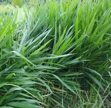 Ketika dibiarkan tak terkendali, rumput gajah dapat membuat batang seperti bambu yang sulit ditebang. Budidaya Menanam Kandungan Nutrisi Rumput Odot Madani Farm Jogja