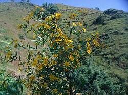 Image result for Guizotia scabra