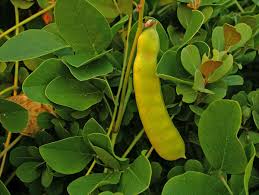 Image result for Canavalia rosea