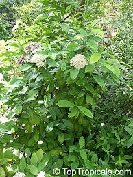 Image result for Ixora fastigiata