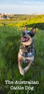 Blue Heeler A Complete Guide To The Australian Cattle Dog