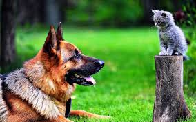 Download Cat And Dog Wallpaper For Samsung Galaxy High Quality Hd Wallpaper In 2k 4k 5k 8k 10k Resolution For Y Cute Cats And Dogs Cute Animals Animals Friends