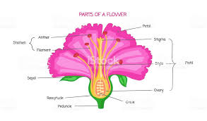 Poppy Flower Parts Google Search Biology Diagrams Parts Of A Flower Vector Illustration