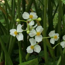 Image result for Loxogramme latifolia