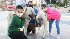 Kangal Yetistiricileri Uzgun Batuhan A Saldiran Kopek Kangal Olamaz Kocaeli Haberleri