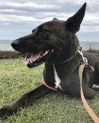 Jan 22, 2021 · 芸能界きっての動物好きである坂上忍（５３）が、愛犬の１２男サンタ、１３男コウタと一緒にファッション誌「ｎｕｍｅｒｏ　ｔｏｋｙｏ」（３月号、扶桑社）で表紙デビュー。 å‚ä¸Šå¿ é€ƒäº¡ã—ãŸé£¼ã„çŠ¬ ã‚µãƒ³ã‚¿ ãŒç„¡äº‹æˆ»ã‚Šç¾çŠ¶ã¨çµŒç·¯ã‚'å ±å'Šã—æ„Ÿè¬ Abema Times