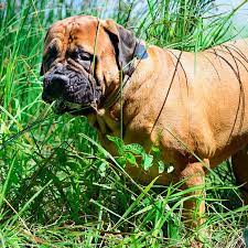 Why Do Dogs Eat Grass Causes Prevention Bwm