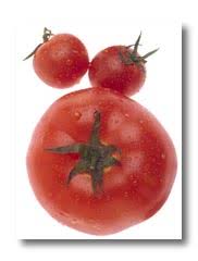 Medium sized with golden skin, it is nearly white. Tomato Vegetable Directory Watch Your Garden Grow University Of Illinois Extension