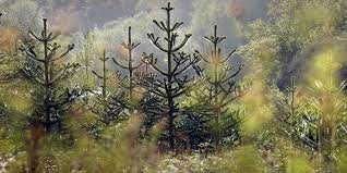 Check spelling or type a new query. Spotlight On Monkey Puzzle Tree Omnia Botanica Mcbg Corp 2021 Fort Bragg California
