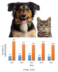 Image result for Rabies