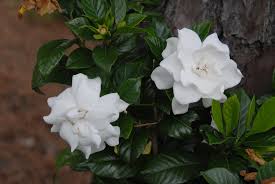 Maybe you would like to learn more about one of these? Gardenia Jasminoides Cape Jasmine Cape Jasmine Gardenia Cape Jessamine Gardenia North Carolina Extension Gardener Plant Toolbox
