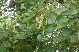 Image result for Dalbergia sissoo