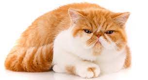 This breed is more energetic as it maintains its playfulness until adulthood. Exotic Shorthair Food And Feeding Tips