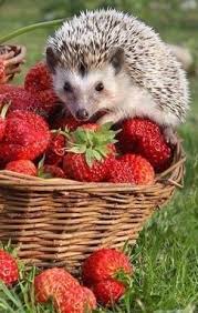 Pin Di Claudia Pekic Su Emmas Tiere Nel 2020 Cucciolo Di Riccio Fotografia Di Frutta Animali Simpatici