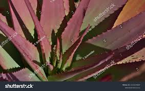 Image result for Aloe cameronii × christianii