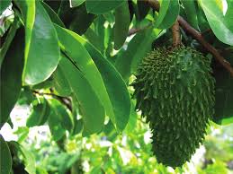 Image result for Annonaceae