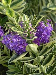 Pin On Landscaping Ideas