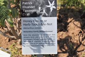 Image result for Melianthaceae