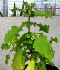 Image result for Guizotia