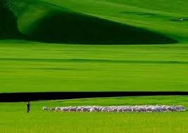 心放逐在呼伦贝尔大草原上(图)_新浪旅游_新浪网