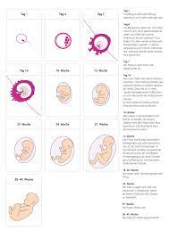 An diesem tag behandelte das bezirksgericht einen sorgerechtsstreit über sieben tiefgekühlte menschliche embryos. Ethische Positionen