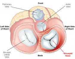 Ctsurgerypatients Org Sites Default Files Styles Generic Featured Image Public Tricuspid Valve Final Png Itok S4dtc2rs Tricuspid Valve Medical Education Valve