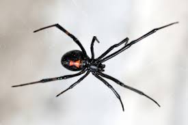 Three Dangerous Spiders Of Northern Utah
