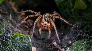 Image result for wolf spider bite skin