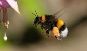 The flowers benefit by attracting bees because they pollinate the flowers they visit. The Best Flowers To Plant To Help The Bees Express Co Uk