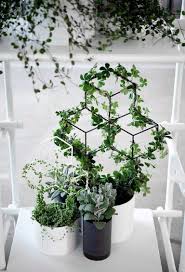 60 Remarkable Indoor Vines And Climbing Plants Decorations Page 2 Of 63 Indoor Vines Ivy Plant Indoor Indoor Plant Trellis