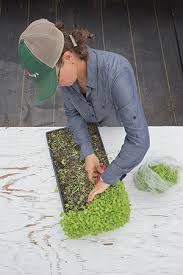 Microgreens Yield Data Trial Summary Materials Methods