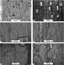 Image result for Ancylobothrys pyriformis