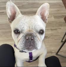 French Bulldog Rescue Network a Nonprofit Corporation Reviews and Ratings