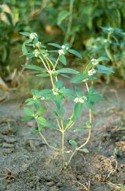 Image result for Mitracarpus