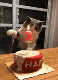 Maybe you would like to learn more about one of these? Epingle Par Lord Galadhrin Sur ã‚¢ãƒ‹ã‚¸ãƒ• Joyeux Anniversaire Chats Anniversaire De Chat Chats Droles
