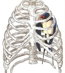 Use a wavy line to enclose the elongated shape of the body of the sternum. Drawing Rib Cage And Skeleton Image 363310 On Favim Com