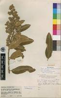 Image result for Ozoroa reticulata