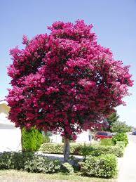 Pin By Kim Throckmorton On School Life Myrtle Tree Crepe Myrtle Trees Lagerstroemia