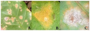 Image result for Loxogramme latifolia