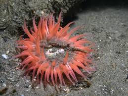 Image result for Ancylobothrys amoena