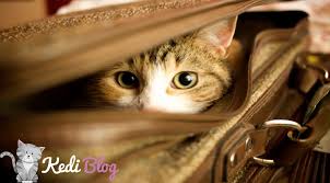 Kedilerle Seyahat Ve Yolculuk Kedi Blog